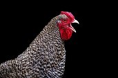 România a exportat anul trecut peste 200 de milioane de pui. Ministrul Agriculturii: Suntem cea mai puternică forță în sectorul avicol din Uniunea Europeană