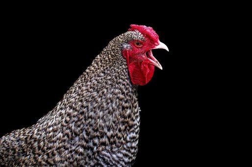 România a exportat anul trecut peste 200 de milioane de pui. Ministrul Agriculturii: Suntem cea mai puternică forță în sectorul avicol din Uniunea Europeană