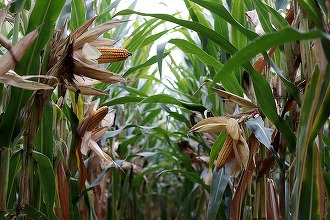 Producția de porumb și floarea soarelui, afectată masiv de secetă. Grâul și alte cereale de vară au înregistrat niveluri record