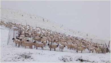 Mii de oi, blocate în munți, aproape de Transalpina. Ciobanii au sunat la 112