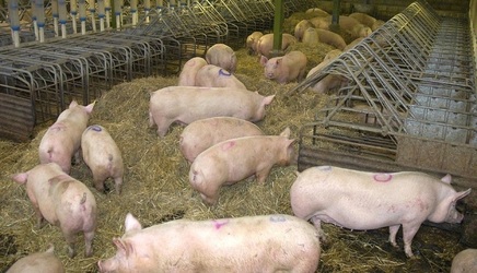 6.000 de porci vor fi uciși la o fermă din Arad din cauza pestei porcine africane