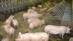 6.000 de porci vor fi uciși la o fermă din Arad din cauza pestei porcine africane