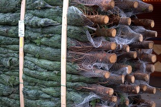 Brazii naturali sunt la mare căutare, dar clienții spun că sunt scumpi