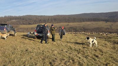 Ciobani amendați pentru depășirea numărului maxim de câini FOTO
