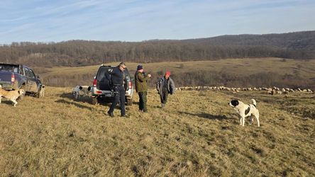 Ciobani amendați pentru depășirea numărului maxim de câini FOTO
