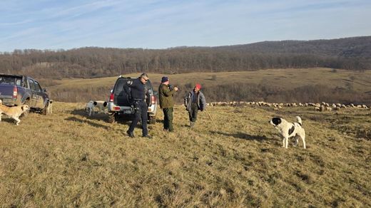 Ciobani amendați pentru depășirea numărului maxim de câini FOTO
