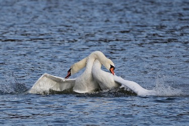 ULTIMA ORĂ Gripa aviară reapare în România. Virusul H5N1, depistat la lebede pe lacul Moara Domnească