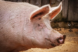 VIDEO Măsuri dure pentru limitarea răspândirii pestei porcine africane anunțate de ministrul interimar al Agriculturii
