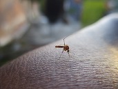 Număr record de cazuri de boli transmise de țânțari în Europa