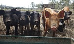 Franța construiește un gard la granița cu Belgia pentru a preveni răspândirea virusului pestei porcine africane