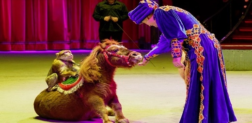 Proiect de hotărâre: Folosirea animalelor - interzisă la Circul Globus, dresura - eliminată din obiectul de activitate