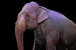 Primăria a decis: Bucureștenii nu mai pot vedea dresuri cu animale la Circul Globus