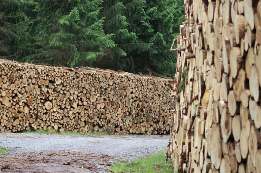 UE ar putea importa lemn obținut ilegal prin intermediul României și al altor trei state care nu au adoptat normele comunitare - raport