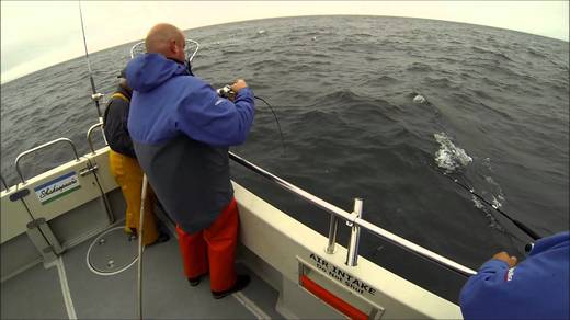 Dispute pentru cotele de pescuit în marea Neagră. România se opune propunerilor Comisiei Europene