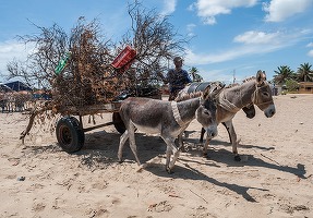 Venezuela impune munca forțată la câmp ca răspuns la criza alimentară
