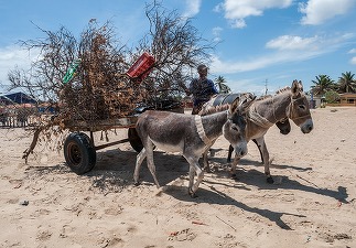 Venezuela impune munca forțată la câmp ca răspuns la criza alimentară