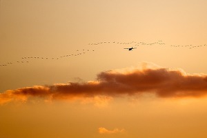Decizie CJUE: O companie aeriană scapă de despăgubiri către pasageri la întârzierea zborului dacă avionul lovește o pasăre. Joi, sportivii Sorana Cârstea și Cătălin Moroșanu au simțit direct impactul
