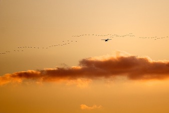 Decizie CJUE: O companie aeriană scapă de despăgubiri către pasageri la întârzierea zborului dacă avionul lovește o pasăre. Joi, sportivii Sorana Cârstea și Cătălin Moroșanu au simțit direct impactul