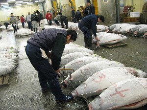 Preț record de 2,7 milioane de euro pentru un ton la primele licitații pe piața japoneză Toyosu
