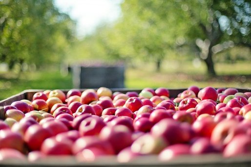 INS: Exporturile de fructe comestibile au crescut cu 43% în primele cinci luni și importurile cu 13,4%