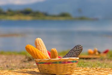 România salvează producția de porumb a Europei. Boost excelent la grâu, an încă bun pentru struguri. El Niño se transformă în monstru. Urmează o toamnă și o iarnă blânde