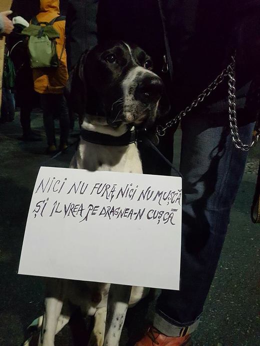 VIDEO Circa 120.000 de oameni protestează în Piața Victoriei, alți 200.000 în restul țării. Un manifestant a sărit gardul Guvernului, altul a aruncat o petardă. Un reprezentant al Jandarmeriei îi atenționează că acțiunea e ilegală. Proteste și la Londra