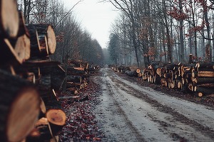 Ministrul Mediului: Incendiile distrug pădurea, mediul și biodiversitatea. 459 de incendii -înregistrate de la începutul anului până în 23 aprilie