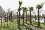 VIDEO Robert Negoiță pune palmieri și la intrarea pe Autostrada Soarelui