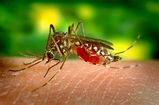 Impactul economic al răspândirii virusului Zika ar putea ajunge la 3,5 miliarde de dolari în acest an