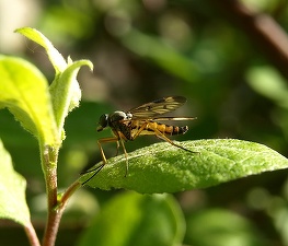 Institutul Cantacuzino: Țânțarul vector pentru transmiterea Zika a fost identificat în septembrie în zona Bucureștiului
