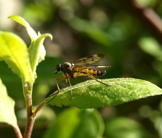 Institutul Cantacuzino: Țânțarul vector pentru transmiterea Zika a fost identificat în septembrie în zona Bucureștiului