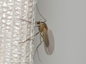 Primul caz de infecție cu virusul Zika a fost confirmat în România