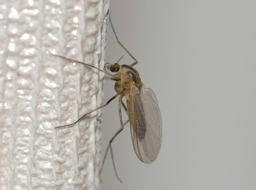Primul caz de infecție cu virusul Zika a fost confirmat în România