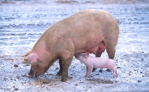 România va putea exporta porci vii în UE peste 2 săptămâni. Exportul a fost blocat din cauza pestei