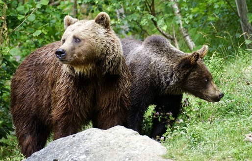 VIDEO BBC: Urși înfometați caută mâncare într-un oraș din România