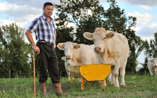 România interzice comerțul cu oi și capre din regiuni ale Bulgariei; focare active de pestă a micilor rumegătoare