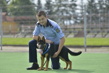 Parlament: Câinii și caii din serviciul armatei sau poliției vor sta "la pensie". Animalele de serviciu vor putea fi și adoptate 