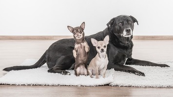Premieră în România: Recensământ al animalelor de companie. Obligații și amenzi pentru stăpâni