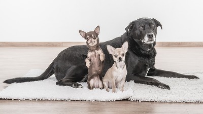 Premieră în România: Recensământ al animalelor de companie. Obligații și amenzi pentru stăpâni