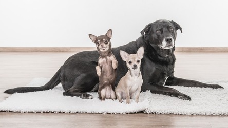 Premieră în România: Recensământ al animalelor de companie. Obligații și amenzi pentru stăpâni