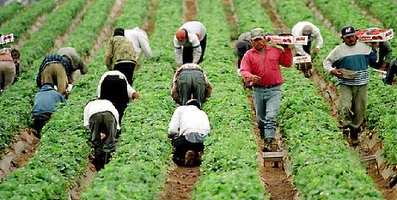 Guvernul estimează că până la 100.000 de români pot pleca la muncă sezonieră în străinătate
