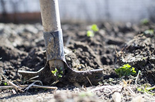 Marea Britanie aduce muncitori români cu zboruri charter speciale pentru a combate deficitul sever de lucrători din sectorul agricol. Circa 150 de lucrători vor ateriza doar astăzi pe aeroportul Stansted