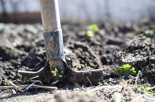 Proprietari de ferme britanice cheltuiesc zeci de mii de lire pentru a aduce muncitori români care să-i învețe pe culegătorii britanici cum să recolteze fructe și legume