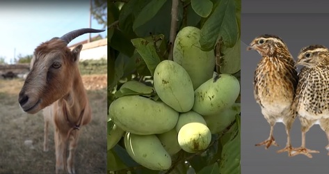 VIDEO Totuși, cât de credibile sunt testele pentru coronavirus? În Tanzania, o capră, un fruct pawpaw și o pasăre kware ar fi fost testate pozitiv cu COVID-19