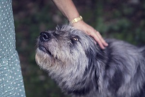 Decizie pregătită - Stăpânii, obligați să-și sterilizeze câinii de companie, altfel vor plăti o taxă anuală ”descurajantă”