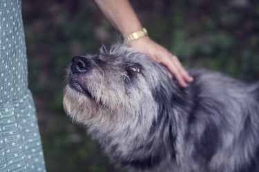 Decizie pregătită - Stăpânii, obligați să-și sterilizeze câinii de companie, altfel vor plăti o taxă anuală ”descurajantă”