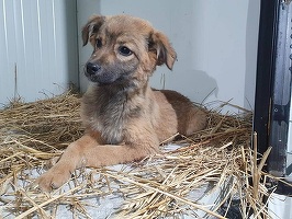 Guvernul reglementează "circulația județeană" a câinilor fără stăpân. Schimbare privind acordul vecinilor la adoptare și înlesnire pentru ONG-uri