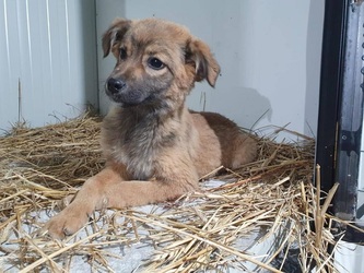 Guvernul reglementează "circulația județeană" a câinilor fără stăpân. Schimbare privind acordul vecinilor la adoptare și înlesnire pentru ONG-uri