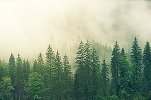 Ikea cumpără aproape 4.400 de hectare de pădure în Georgia, spunând că efectuează achiziția pentru a o proteja de dezvoltatori