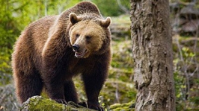 Un bărbat a murit după ce a fost atacat de urs la o stână din Harghita